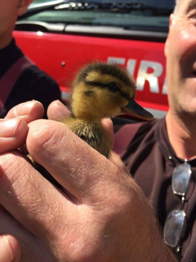 Other image for No ducking out of rescue bid...